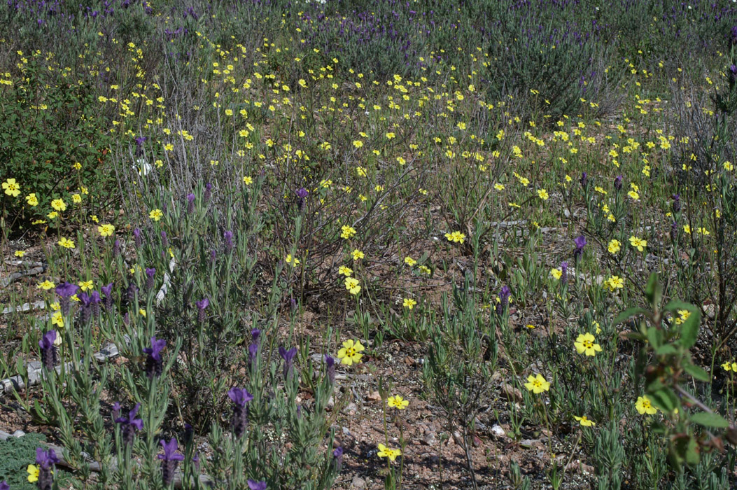 Helianthemum guttatum Escarcets 180407 (12)