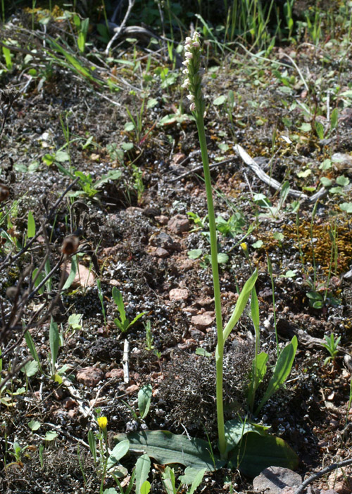 Neotinea maculata Escarcets 180407 (55)