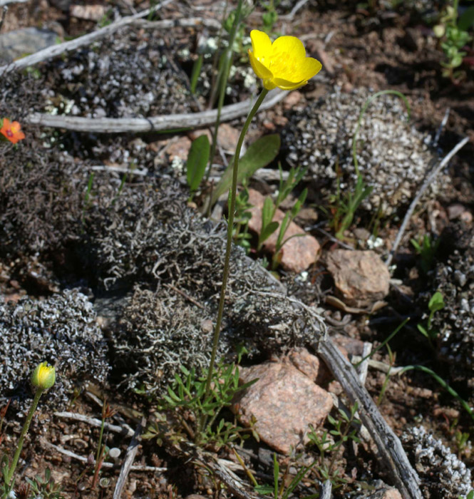 Ranunculus millefoliatum Escarcets 180407 (59)