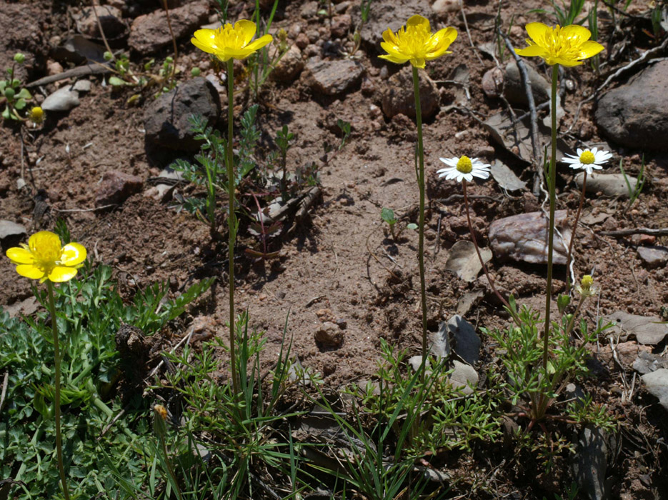 Ranunculus millefoliatus Escacets 180407
