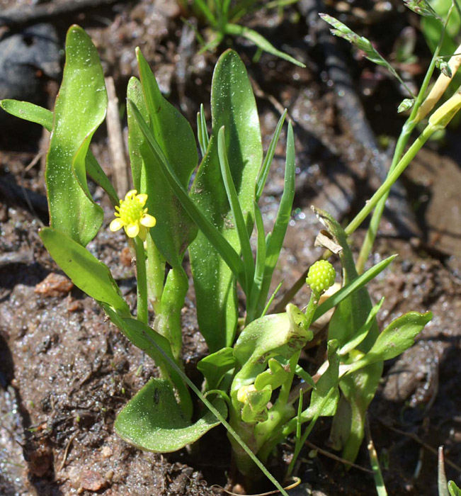 Ranunculus revelieri Escarcets 180407 (85)