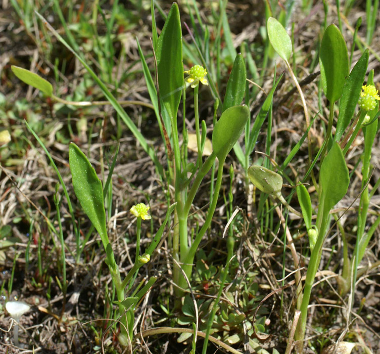 Ranunculus revelieri Escarcets 180407 (91)