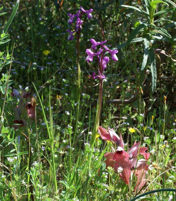Serapias neglecta & Anacamptis picta Escarcets 180407 (22)