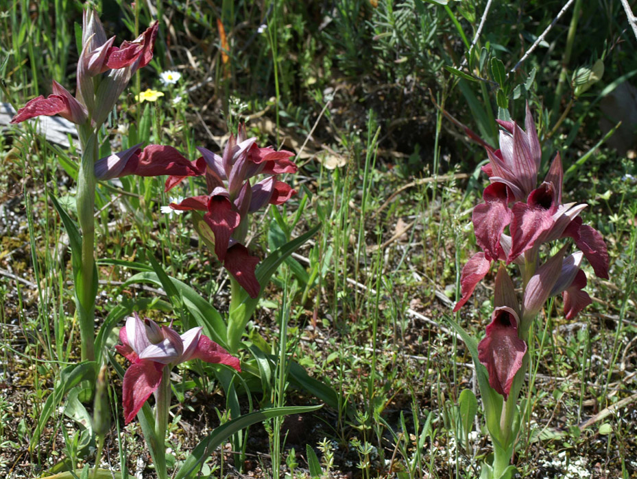 Serapias neglecta Escarcets 180407 (94)