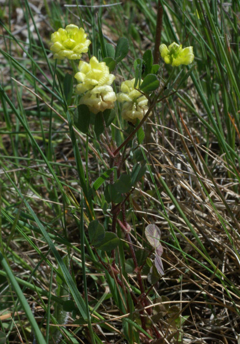 Trifolium minus Escarcets 180407 (45)