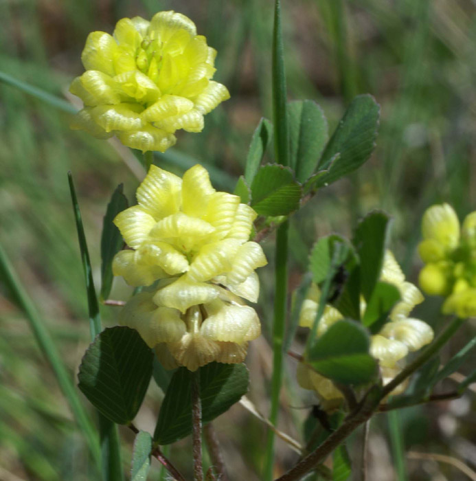 Trifolium minus Escarcets 180407 (46)