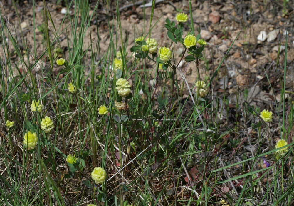 Trifolium minus Escarcets 180407 (47)