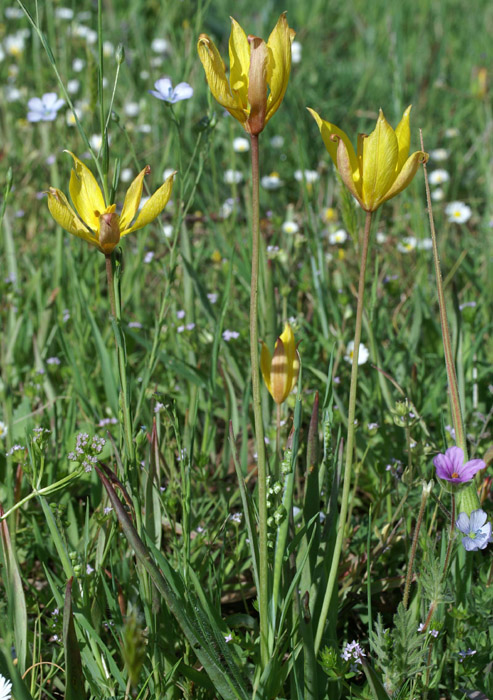 Tulipa australis Escarcets 180407 (1)