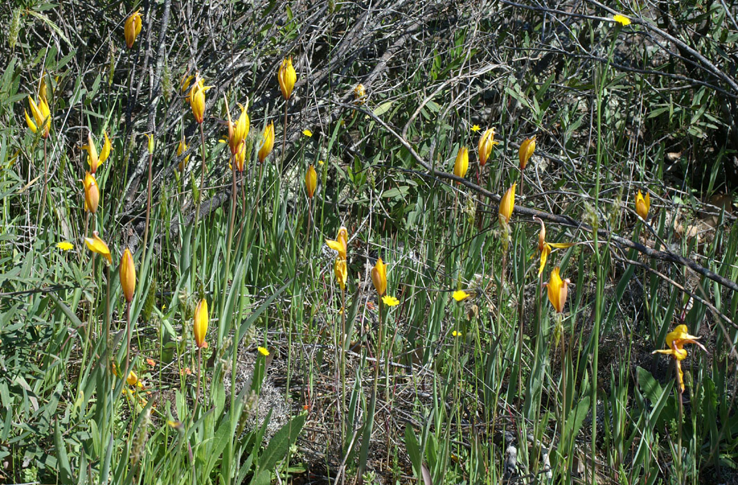 Tulipa australis Escarcets 180407 (29)