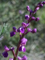 Anacamptis picta Escarcets 180407 (28)