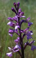 Anacamptis picta Escarcets 180407 (48)