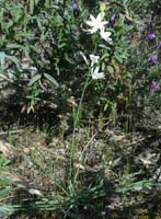 Anthericum liliago Escarcets 180407 (26)