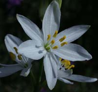 Anthericum liliago Escarcets 180407 (27)