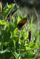 Aristolochia rotunda Escarcets 180407 (31)