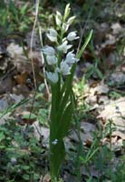 Cephalanthera longifolia Escarcets 180407 (77)