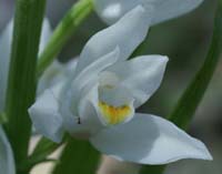 Cephalanthera longifolia Escarcets 180407 (78)