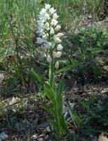 Cephalanthera longifolia Escarcets 180407 (80)