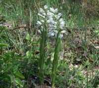 Cephalanthera longifolia Escarcets 180407 (81)