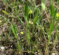 Ranunculus revelieri Escarcets 180407 (91)