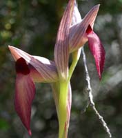 Serapias lingua Escarcets 180407 (40)