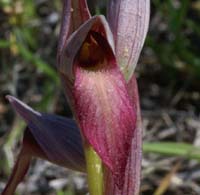 Serapias lingua Escarcets 180407 (41)