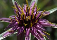 Tragopogon porrifolius Escarcets 180407 (24)