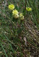 Trifolium minus Escarcets 180407 (45)