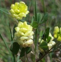 Trifolium minus Escarcets 180407 (46)