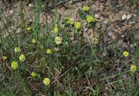 Trifolium minus Escarcets 180407 (47)