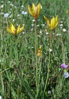 Tulipa australis Escarcets 180407 (1)