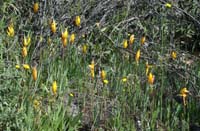 Tulipa australis Escarcets 180407 (29)