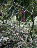 Vicia angustifolia Escarcets 180407 (69)