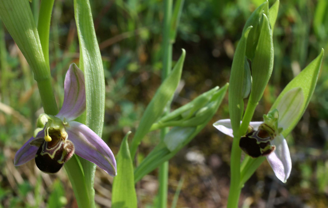Ophrys apifera D33 Cannet Mayons 200407 (42)