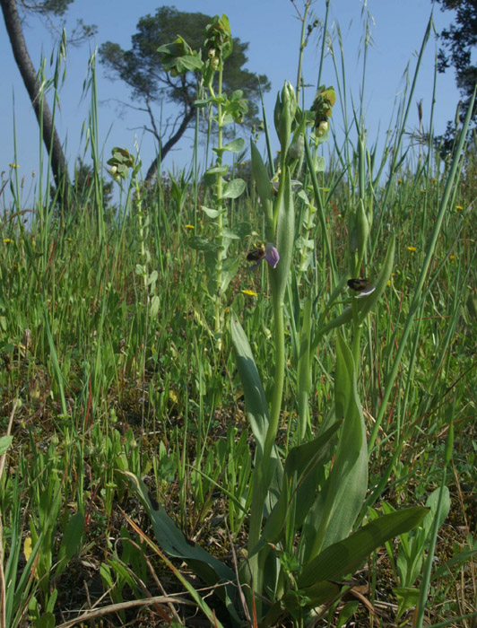 Ophrys apifera D33 Cannet Mayons 200407 (44)