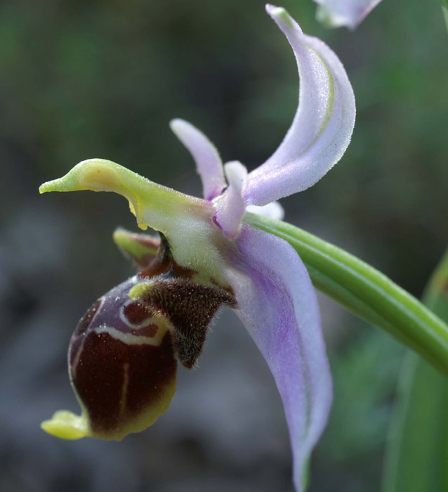 Ophrys scolopax D33 Cannet Mayons 200407 (9)