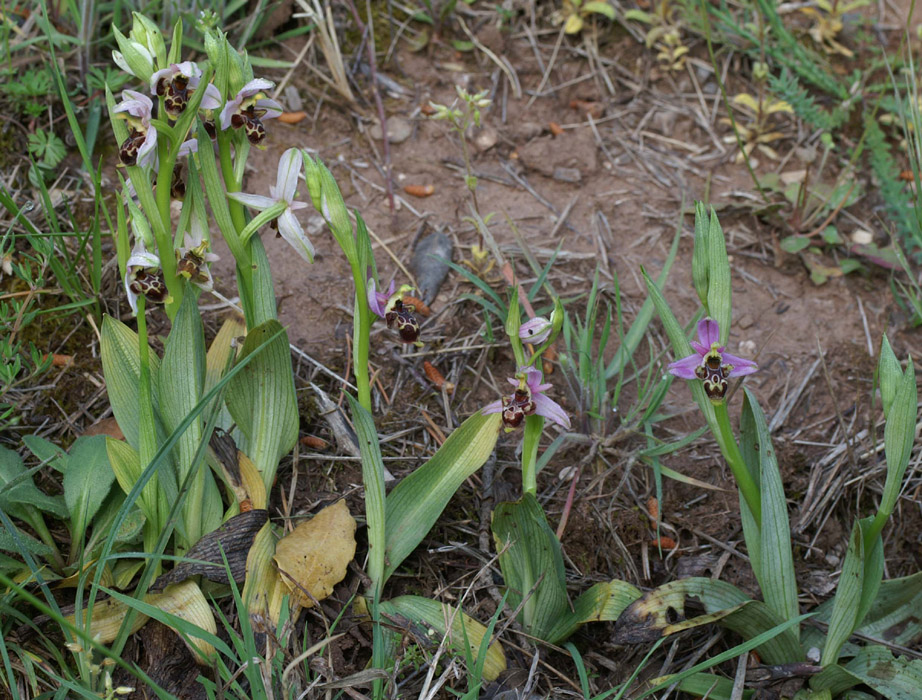 Ophrys scolopax D33 Cannet Mayons 200407