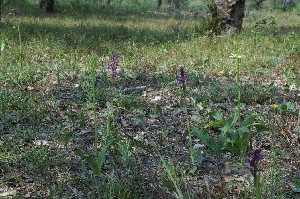Platanthera bifolia & Anacamptis picta  D33 Cannet Mayons 200407 (71)