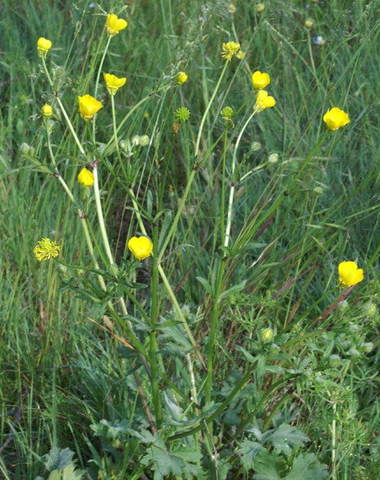 Ranunculus acris D33 Cannet Mayons 200407 (14)