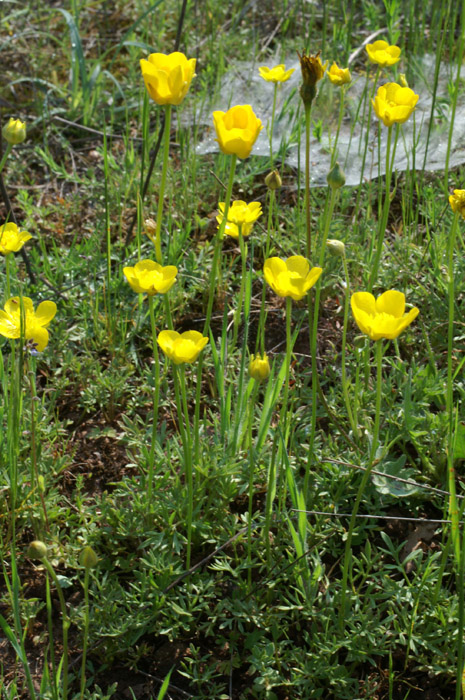 Ranunculus millefoliatus D33 Cannet Mayons 200407 (28)