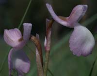 Anacamptis champagneuxi D33 Cannet Mayons 200407 (29)