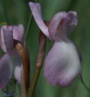 Anacamptis champagneuxi D33 Cannet Mayons 200407 (30)