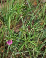 Geranium dissectum D33 Cannet Mayons 200407 (12)