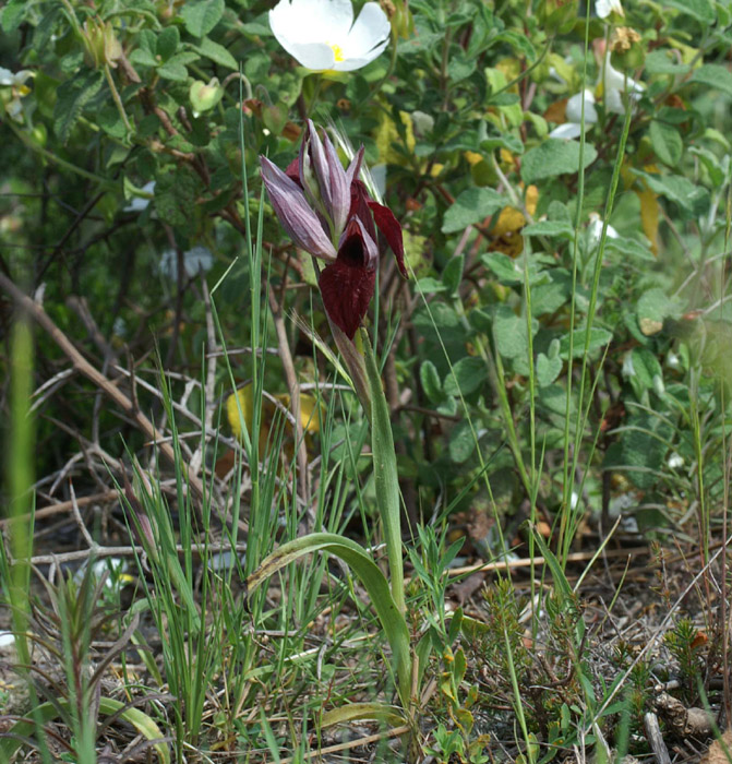 Serapias cordigera Les Mayons D75 250407 (14)
