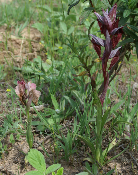 Serapias cordigera Les Mayons D75 250407 (16)