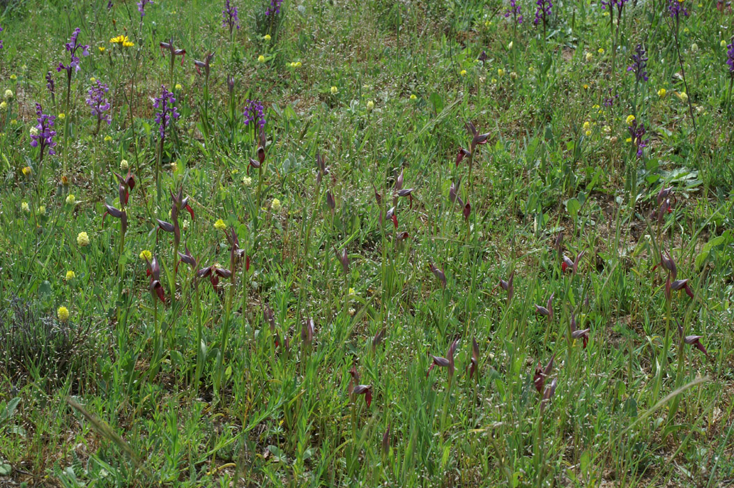 Serapias lingua & Anacamptis picta Les Mayons D75 250407 (31)