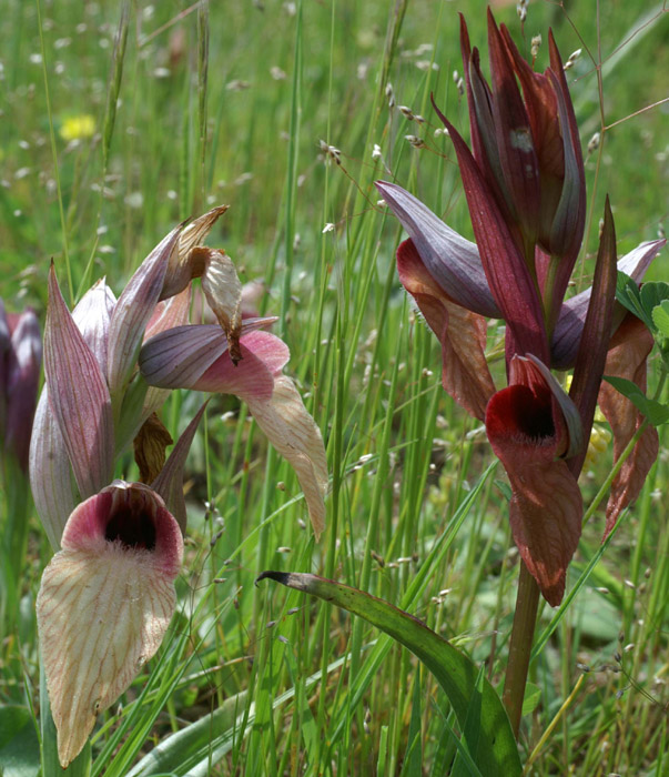 Serapias vomeracea & neglecta  Les Mayons D75 250407 (23)