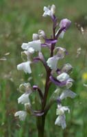 Anacamptis picta Les Mayons D75 250407 (32)