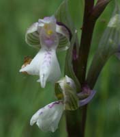 Anacamptis picta Les Mayons D75 250407 (33)