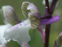 Anacamptis picta Les Mayons D75 250407 (34)