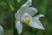 Cephalanthera longifolia Les Mayons D75 250407 (10)